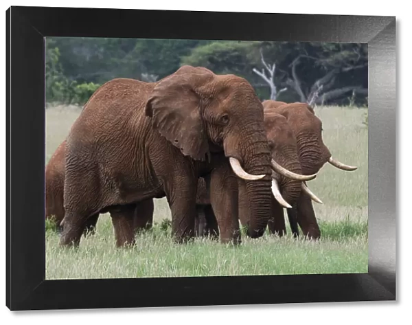 African elephants, Loxodonta africana, Tsavo, Kenya