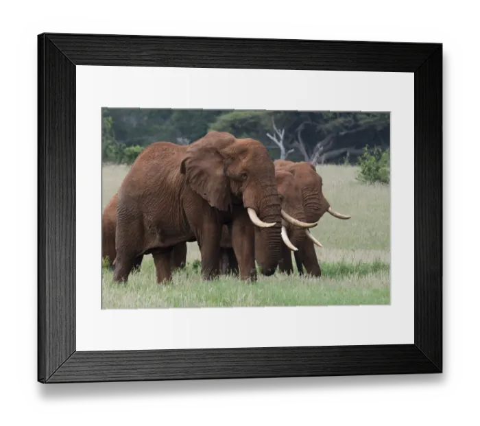 Framed Print : African elephants, Loxodonta africana, Tsavo, Kenya Framed Print : African elephants, Loxodonta africana, Tsavo, Kenya