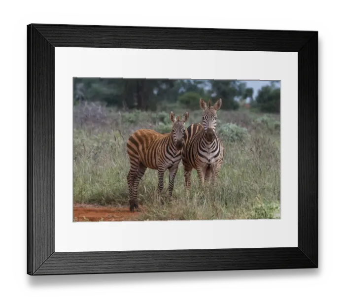 Framed Print : Plains zebra (Equus quagga) and calf, Tsavo, Kenya Framed Print : Plains zebra (Equus quagga) and calf, Tsavo, Kenya