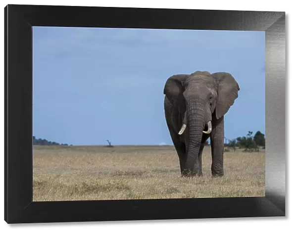 Africa, Kenya, Laikipia Plateau, Ol Pejeta Conservancy. Lone bull African elephant