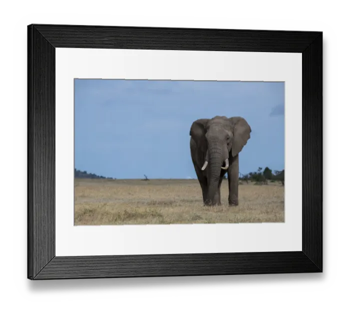 Framed Print : Africa, Kenya, Laikipia Plateau, Ol Pejeta Conservancy. Lone bull African elephant Framed Print : Africa, Kenya, Laikipia Plateau, Ol Pejeta Conservancy. Lone bull African elephant