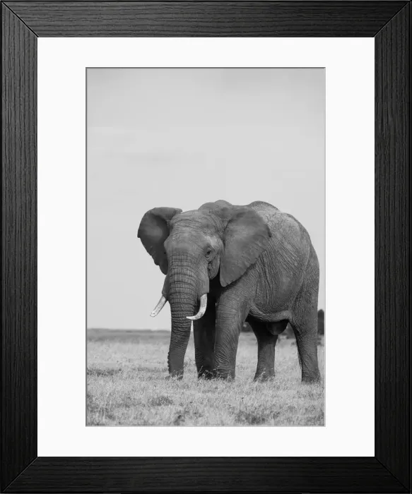 Framed Print : Africa, Kenya, Laikipia Plateau, Ol Pejeta Conservancy. African elephant Framed Print : Africa, Kenya, Laikipia Plateau, Ol Pejeta Conservancy. African elephant