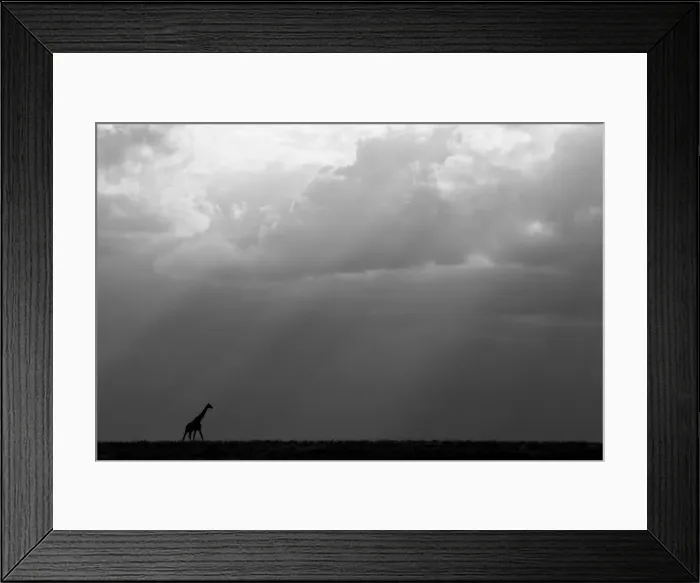 Framed Print : Kenya, Serengeti, Msai Mara. Masai giraffe in front of stormy sky. Endangered species Framed Print : Kenya, Serengeti, Msai Mara. Masai giraffe in front of stormy sky. Endangered species
