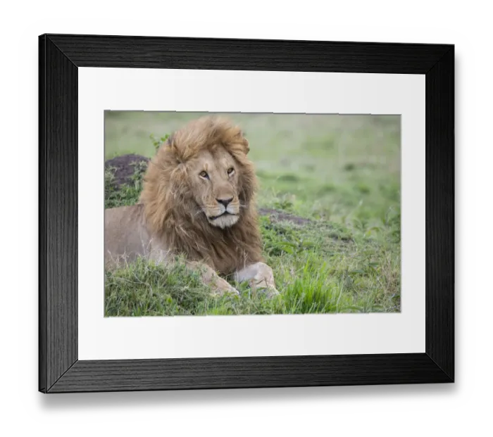 Framed Print : Africa, Kenya, Northern Serengeti Plains, Msai Mara. Male lion Framed Print : Africa, Kenya, Northern Serengeti Plains, Msai Mara. Male lion