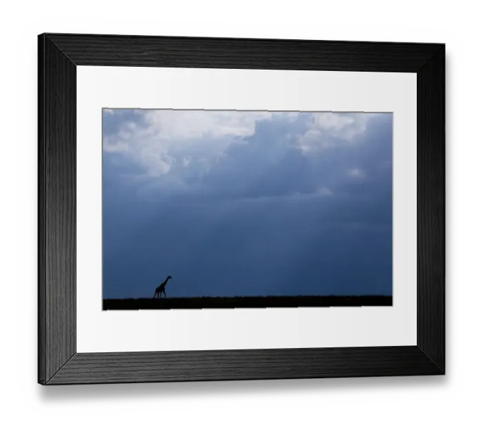 Framed Print : Kenya, Serengeti, Msai Mara. Masai giraffe in front of stormy sky. Endangered species Framed Print : Kenya, Serengeti, Msai Mara. Masai giraffe in front of stormy sky. Endangered species