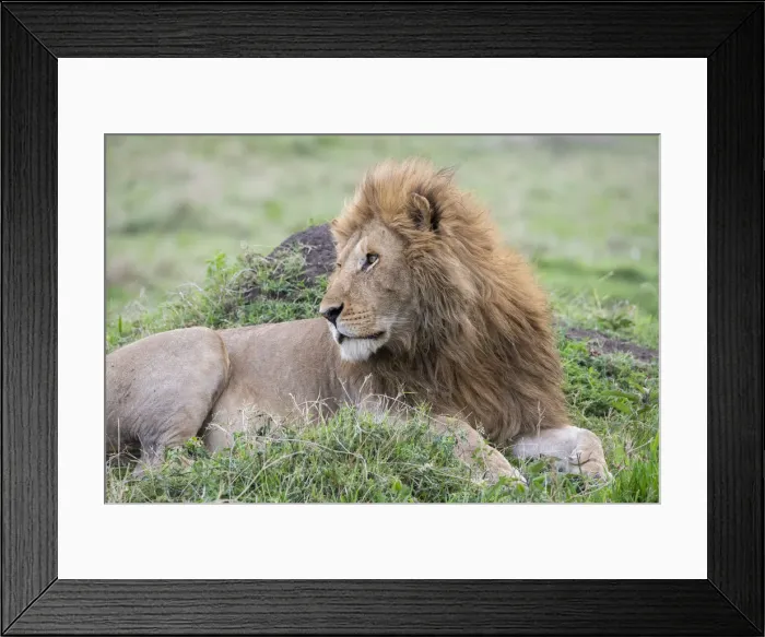 Framed Print : Africa, Kenya, Northern Serengeti Plains, Msai Mara. Male lion