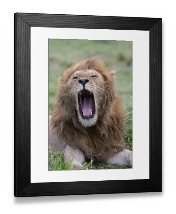 Framed Print : Africa, Kenya, Serengeti Plains, Msai Mara. Male lion yawning Framed Print : Africa, Kenya, Serengeti Plains, Msai Mara. Male lion yawning