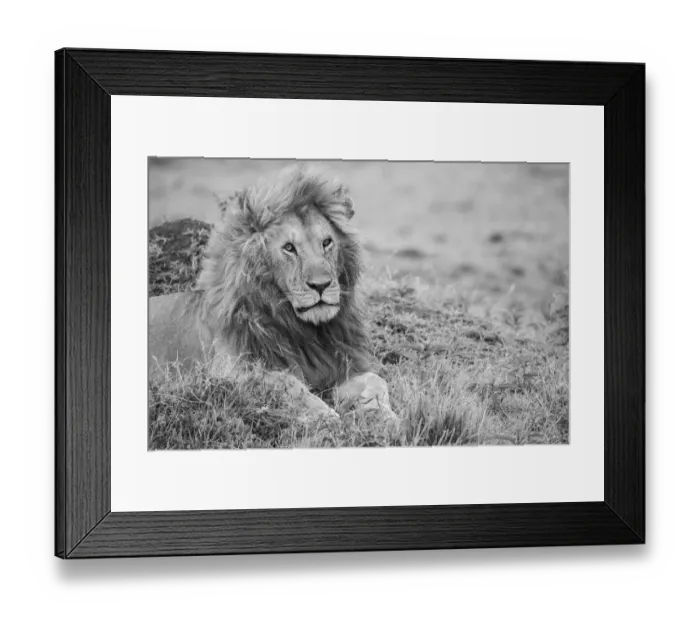 Framed Print : Africa, Kenya, Northern Serengeti Plains, Msai Mara. Male lion Framed Print : Africa, Kenya, Northern Serengeti Plains, Msai Mara. Male lion