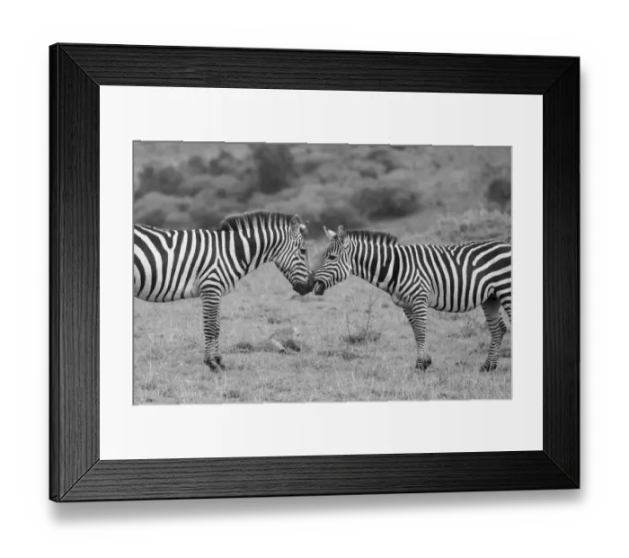 Framed Print : Africa, Kenya, Serengeti, Msai Mara. Plains zebra aka common or Burchells zebra Framed Print : Africa, Kenya, Serengeti, Msai Mara. Plains zebra aka common or Burchells zebra