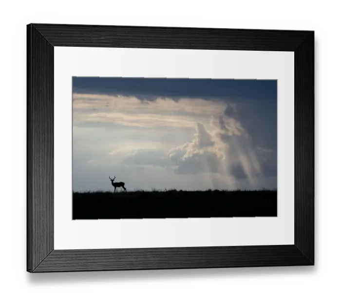 Framed Print : Africa, Kenya, Serengeti Plains, Msai Mara. Impala, silhouette with storm clouds Framed Print : Africa, Kenya, Serengeti Plains, Msai Mara. Impala, silhouette with storm clouds