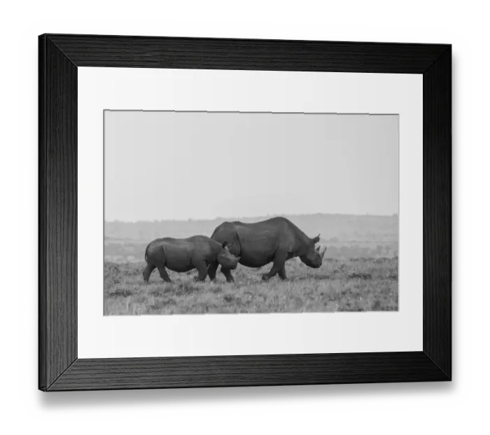Framed Print : Africa, Kenya, Serengeti, Msai Mara. Black rhinoceros, Critically endangered