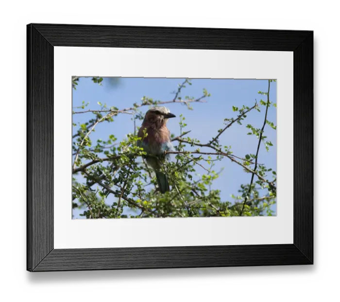 Framed Print : A lilac-breasted roller, Coracias caudatus, on a branch, Tsavo, Kenya Framed Print : A lilac-breasted roller, Coracias caudatus, on a branch, Tsavo, Kenya