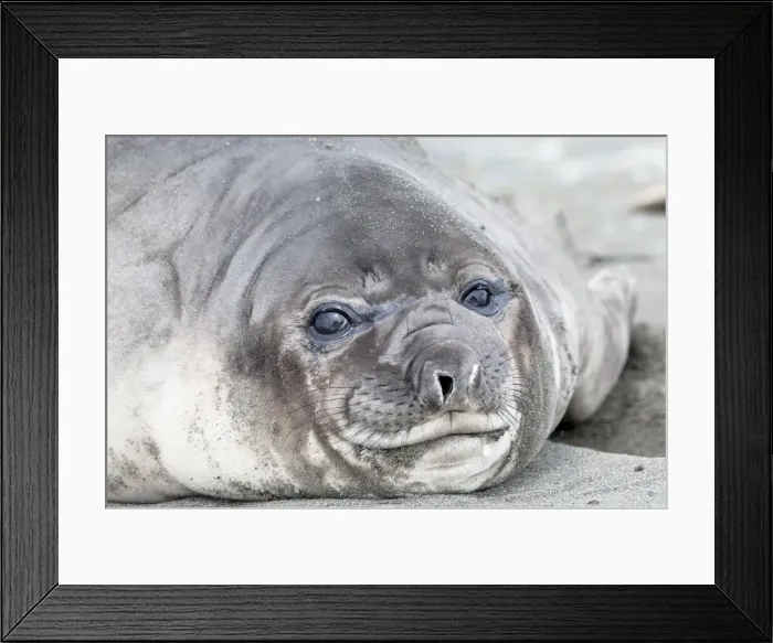 Framed Print : Southern Ocean, South Georgia. Headshot of an elephant seal weaner