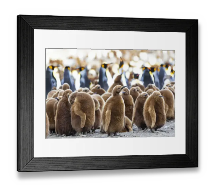 Framed Print : Southern Ocean, South Georgia. King penguin chicks stand together with adults in Framed Print : Southern Ocean, South Georgia. King penguin chicks stand together with adults in