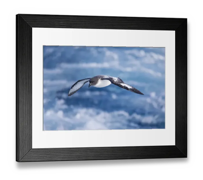 Framed Print : Southern Ocean, South Georgia, cape petrel or pintado, Daption capense Framed Print : Southern Ocean, South Georgia, cape petrel or pintado, Daption capense