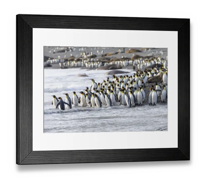 Framed Print : Southern Ocean, South Georgia, king penguin, Aptenodytes patagonicus A group of king