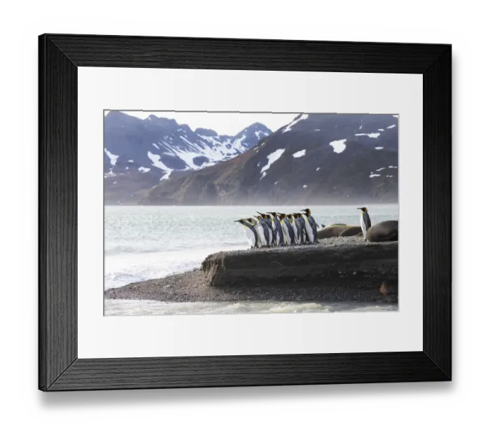 Framed Print : Southern Ocean, South Georgia, king penguin, Aptenodytes patagonicus A group of king