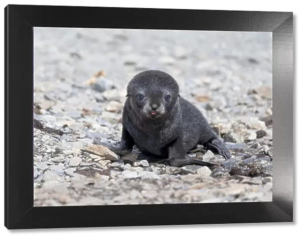 Southern Ocean, South Georgia, Antarctic fur seal. Portrait of a very young fur seal pup
