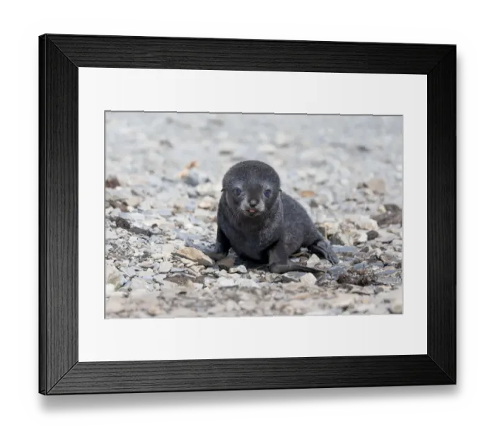 Framed Print : Southern Ocean, South Georgia, Antarctic fur seal. Portrait of a very young fur seal pup