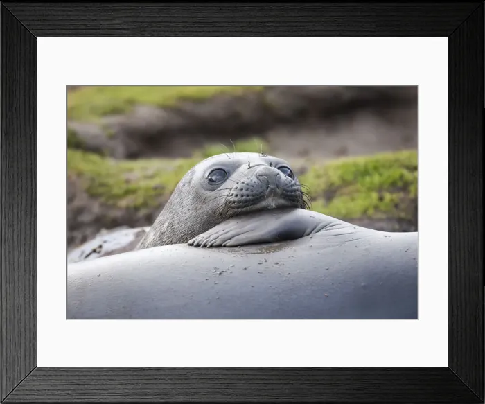 Framed Print : Southern Ocean, South Georgia. A young elephant seal mouths the flipper of another Framed Print : Southern Ocean, South Georgia. A young elephant seal mouths the flipper of another