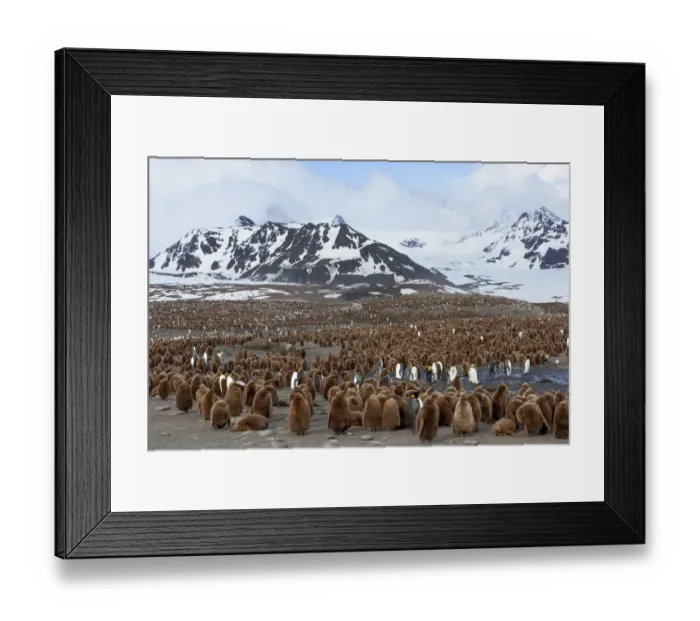 Framed Print : Southern Ocean, South Georgia, Salisbury Plain. View of the colony at Salisbury Plain Framed Print : Southern Ocean, South Georgia, Salisbury Plain. View of the colony at Salisbury Plain
