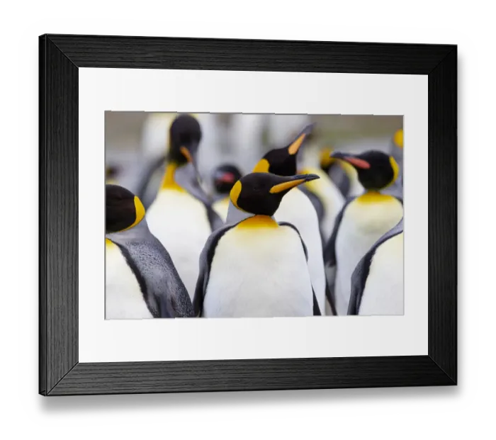 Framed Print : Southern Ocean, South Georgia. Portrait of a king penguin among other adults Framed Print : Southern Ocean, South Georgia. Portrait of a king penguin among other adults
