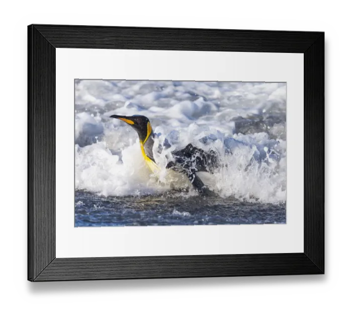 Framed Print : Southern Ocean, South Georgia. A king penguin surfs the waves to the shore Framed Print : Southern Ocean, South Georgia. A king penguin surfs the waves to the shore