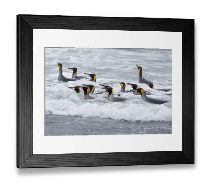 Framed Print : Southern Ocean, South Georgia. A group of king penguins bathe in the surf Framed Print : Southern Ocean, South Georgia. A group of king penguins bathe in the surf