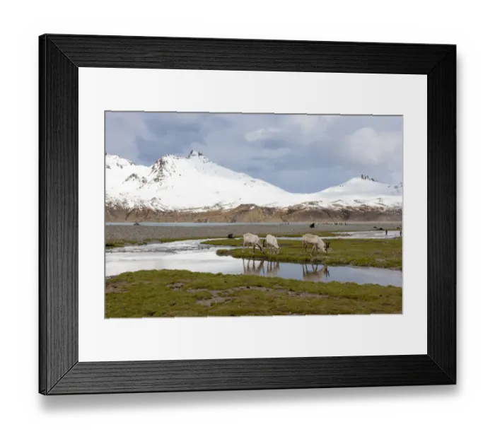 Framed Print : Southern Ocean, South Georgia, Fortuna Bay, reindeer, Rangifer tarandus Framed Print : Southern Ocean, South Georgia, Fortuna Bay, reindeer, Rangifer tarandus