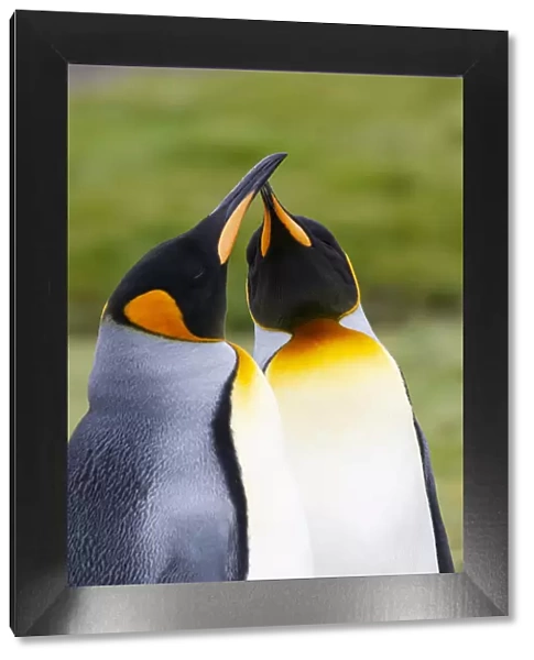 Southern Ocean, South Georgia. Portrait of two courting king penguins