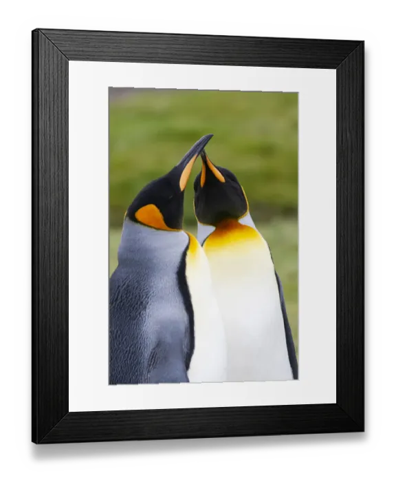 Framed Print : Southern Ocean, South Georgia. Portrait of two courting king penguins