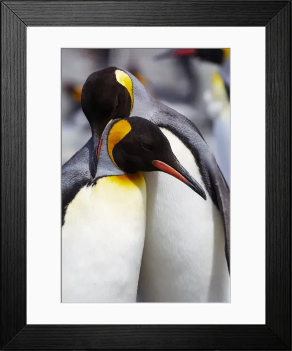 Framed Print : Southern Ocean, South Georgia. Portrait of two adults exhibiting courting behavior Framed Print : Southern Ocean, South Georgia. Portrait of two adults exhibiting courting behavior