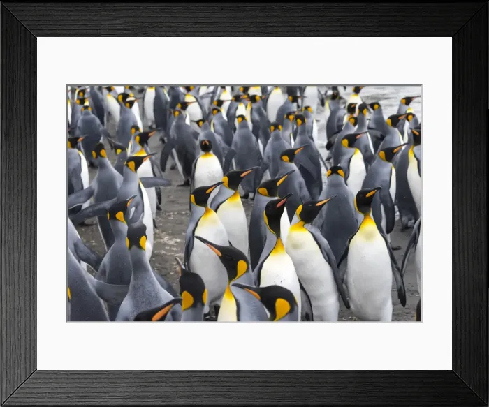 Framed Print : King penguins on the beach, St. Andrews Bay, South Georgia, Antarctica Framed Print : King penguins on the beach, St. Andrews Bay, South Georgia, Antarctica