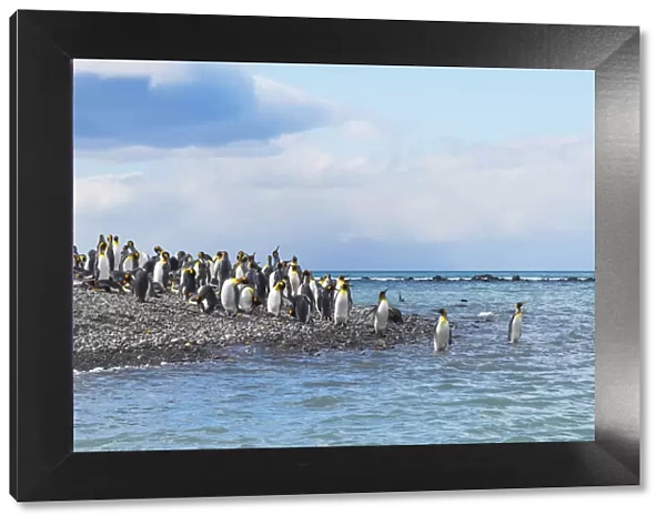 King penguins on the beach, Gold Harbour, South Georgia, Antarctica