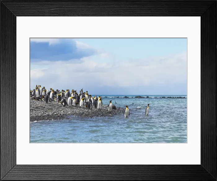 Framed Print : King penguins on the beach, Gold Harbour, South Georgia, Antarctica Framed Print : King penguins on the beach, Gold Harbour, South Georgia, Antarctica