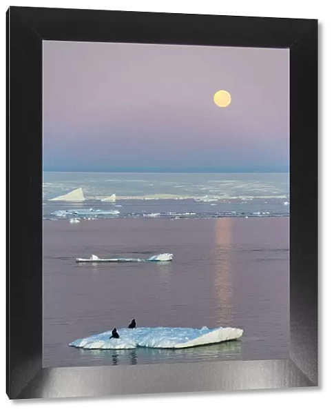 Moon over Antarctic Fur Seal on floating ice in South Atlantic Ocean, Antarctica