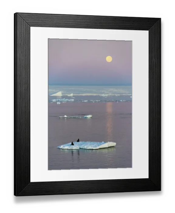 Framed Print : Moon over Antarctic Fur Seal on floating ice in South Atlantic Ocean, Antarctica Framed Print : Moon over Antarctic Fur Seal on floating ice in South Atlantic Ocean, Antarctica