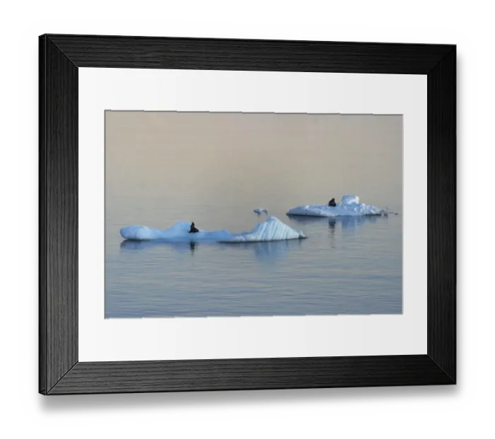 Framed Print : Antarctic Fur Seal on floating ice in South Atlantic Ocean, Antarctica Framed Print : Antarctic Fur Seal on floating ice in South Atlantic Ocean, Antarctica