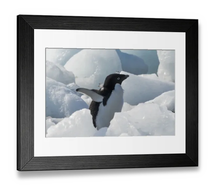 Framed Print : Adelie penguin on ice covered beach, Pleneau and Petermann Islands, South Atlantic Ocean Framed Print : Adelie penguin on ice covered beach, Pleneau and Petermann Islands, South Atlantic Ocean