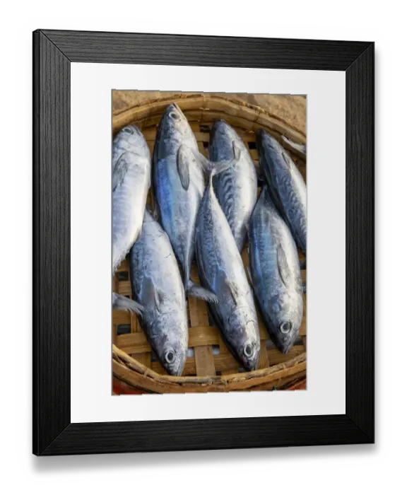 Framed Print : Vietnam. Mackerels from the nights catch on the beach at Hoi An Framed Print : Vietnam. Mackerels from the nights catch on the beach at Hoi An