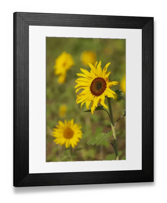 Framed Print : Myanmar, Inle Lake. Sunflowers Framed Print : Myanmar, Inle Lake. Sunflowers