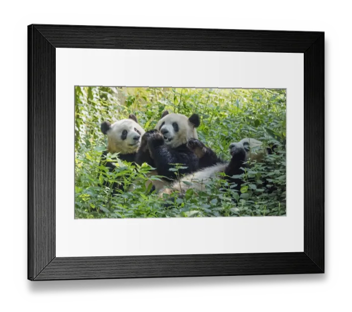 Framed Print : Pandas eating bamboo, Chengdu, Sichuan Province, China Framed Print : Pandas eating bamboo, Chengdu, Sichuan Province, China
