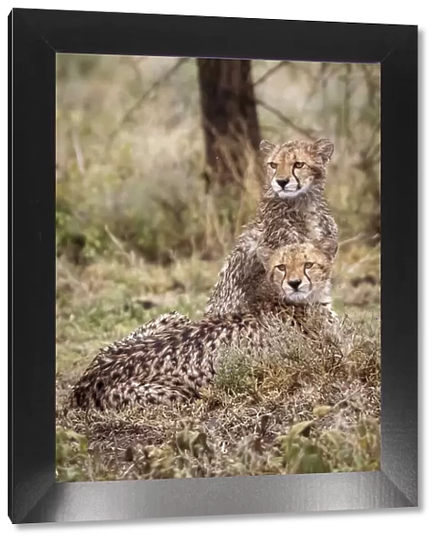 Cheetah cubs. Serengeti National Park. Tanzania. Africa