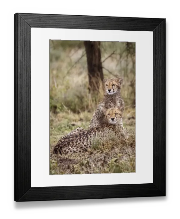 Framed Print : Cheetah cubs. Serengeti National Park. Tanzania. Africa Framed Print : Cheetah cubs. Serengeti National Park. Tanzania. Africa
