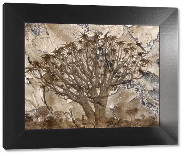 Africa, Namibia. Quiver tree and bark photo montage