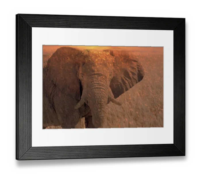 Framed Print : Africa, Namibia. Montage of elephant at sunrise Framed Print : Africa, Namibia. Montage of elephant at sunrise