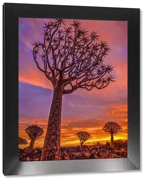 Africa, Namibia. Quiver trees at sunset