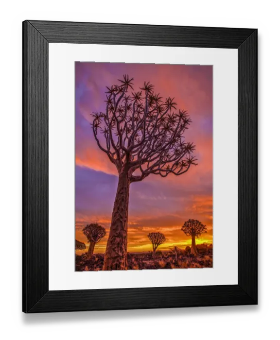 Framed Print : Africa, Namibia. Quiver trees at sunset Framed Print : Africa, Namibia. Quiver trees at sunset