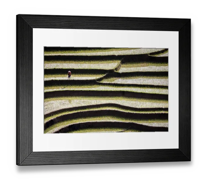Framed Print : Vietnam. Rice paddies in the highlands of Sapa