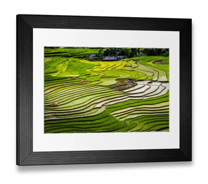 Framed Print : Vietnam. Rice paddies in the highlands of Sapa Framed Print : Vietnam. Rice paddies in the highlands of Sapa